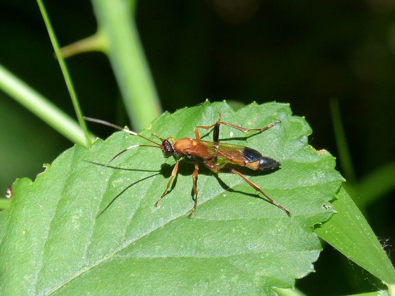 Image - wasp priocnemis leaf insect