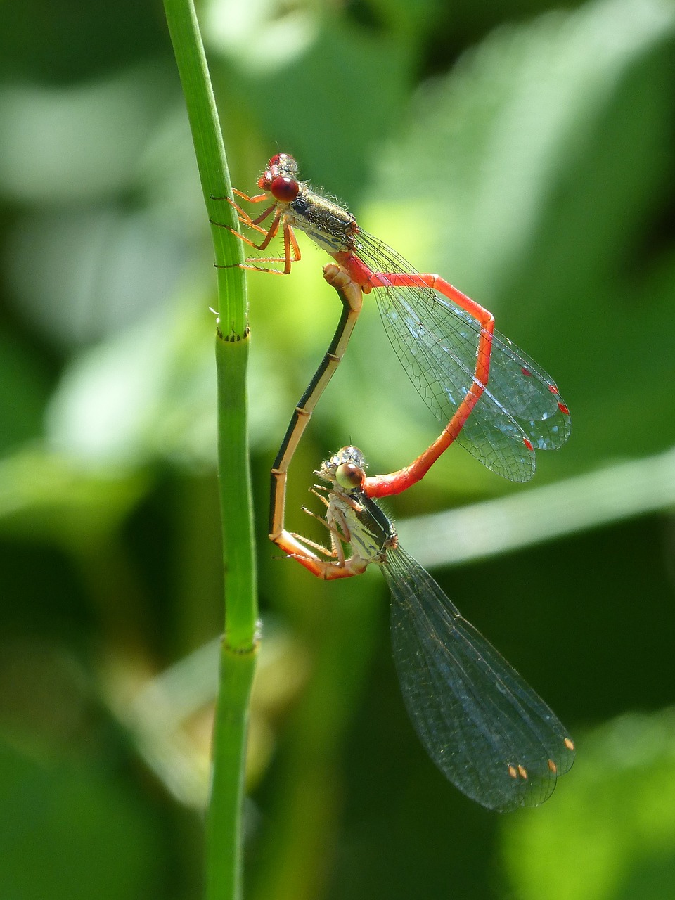 Image - dragonfly damselfly reproduction