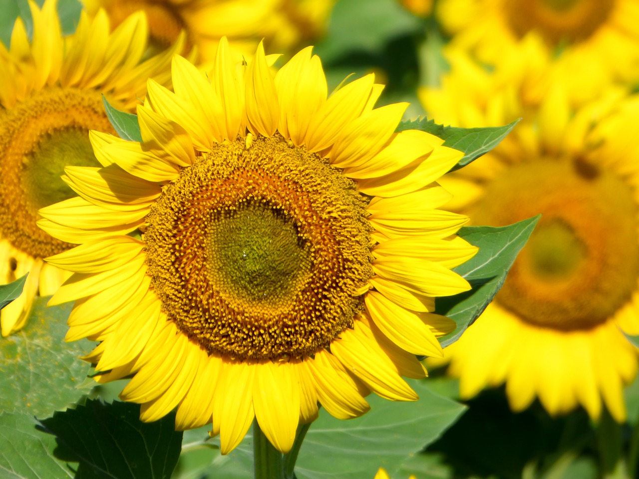 Image - sunflower flower sunflower field