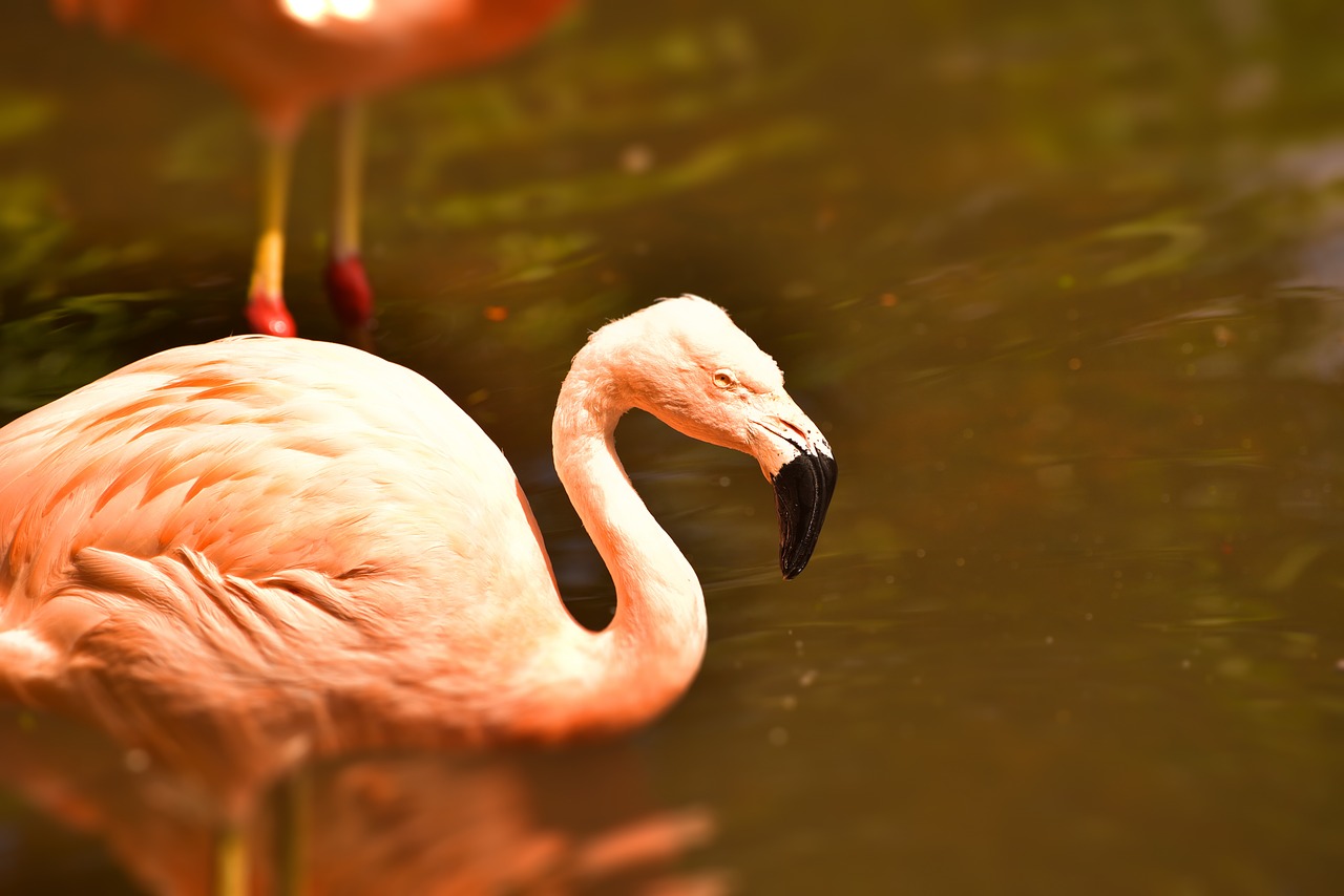 Image - flamingo pink pink flamingo