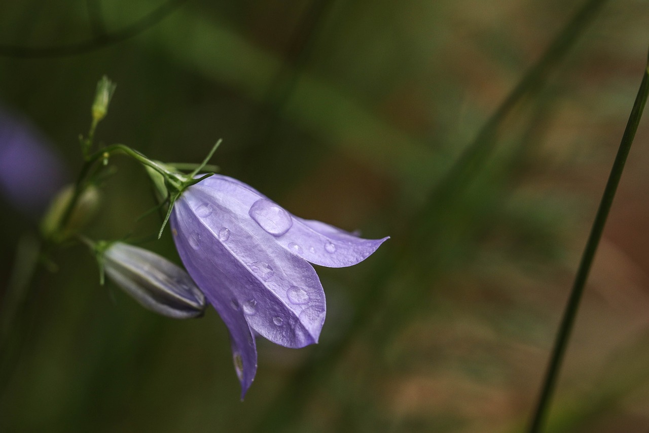 Image - wild flower flower raindrop blue