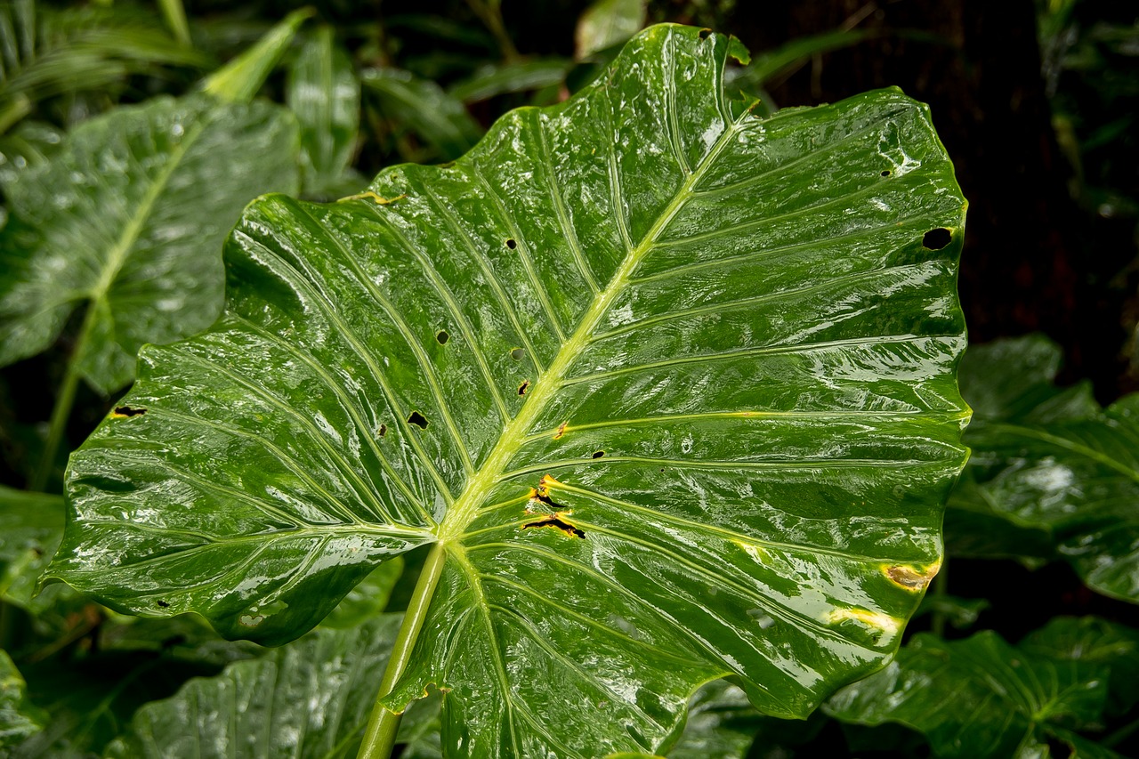 Image - native lily cunjevoi