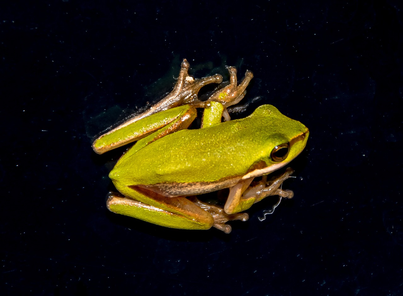 Image - eastern sedge frog