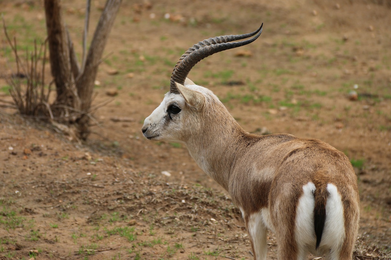 Image - gazelle deer animal nature