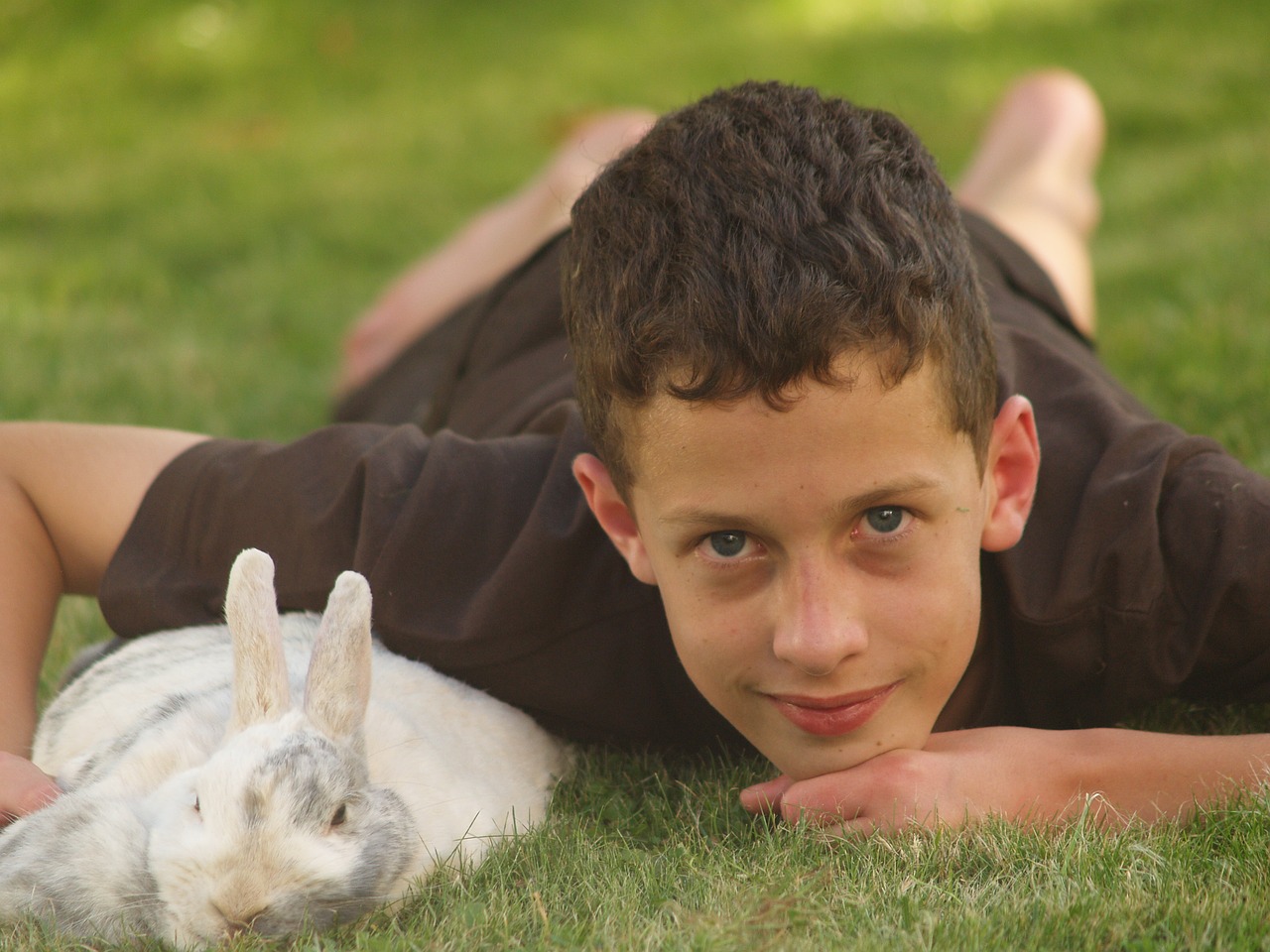 Image - pets rabbit hare dwarf rabbit