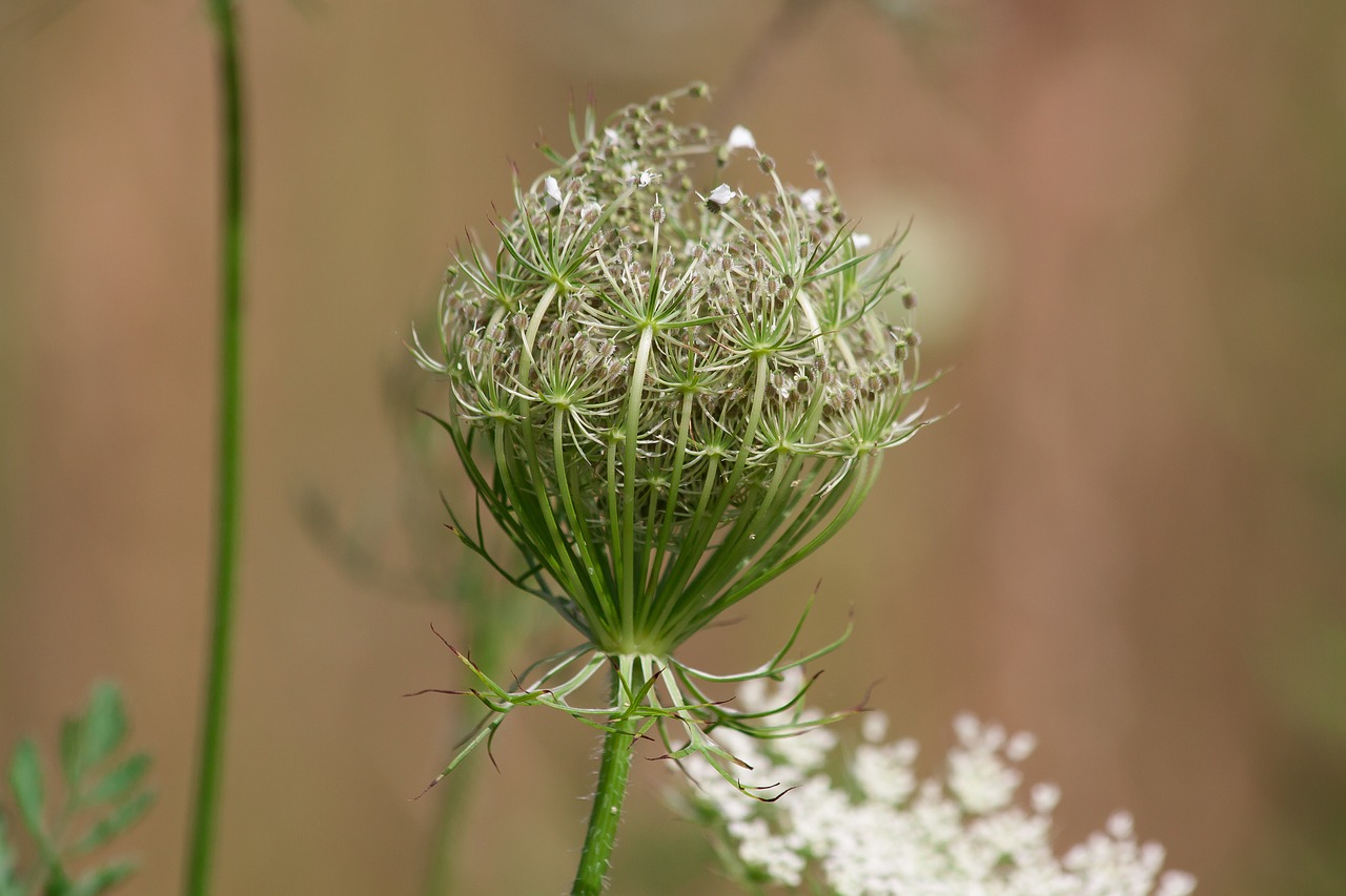 Image - meadows yarrow achillea millefolium