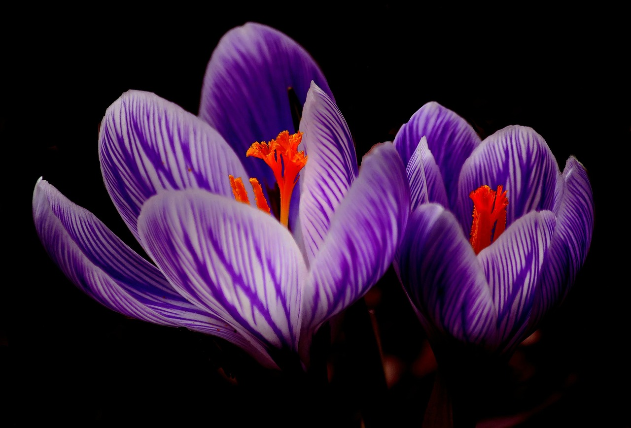 Image - crocus bloom spring close purple