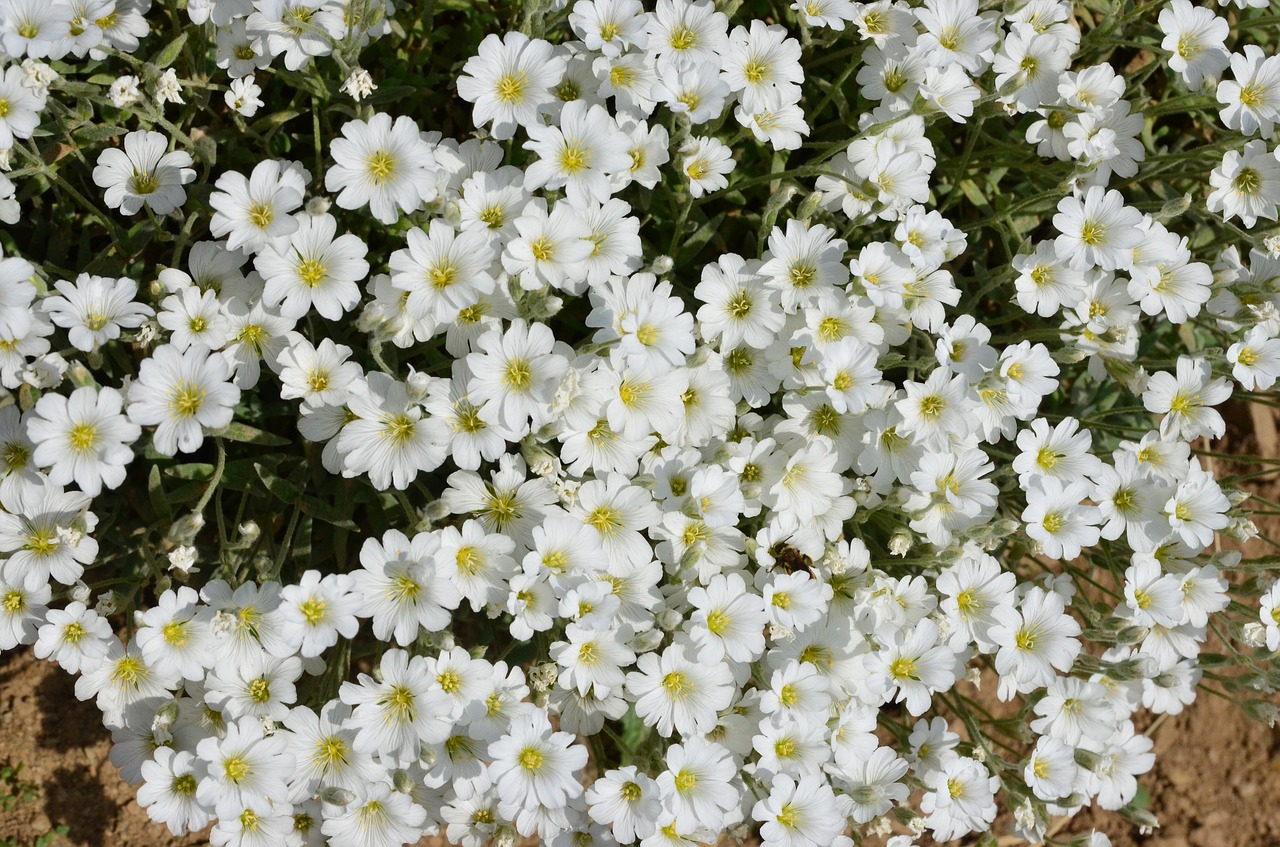 Image - nature flower plant spring flowers