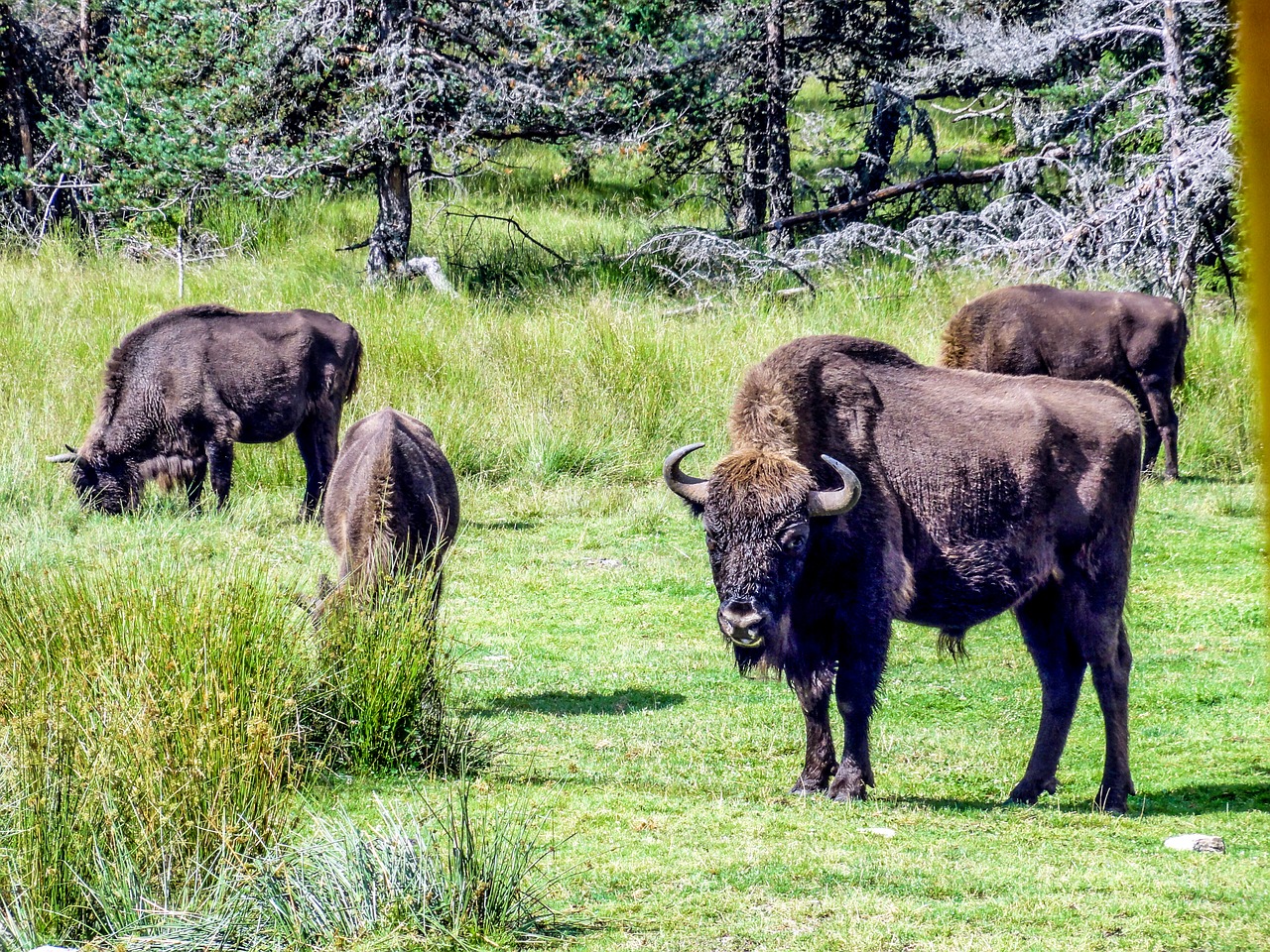 Image - bison taurau force nature wild