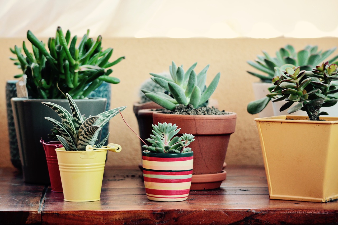 Image - fat plants terrace garden summer