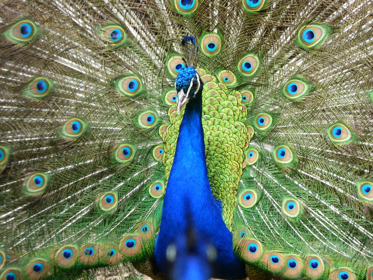 Image - peacock zoo majestic
