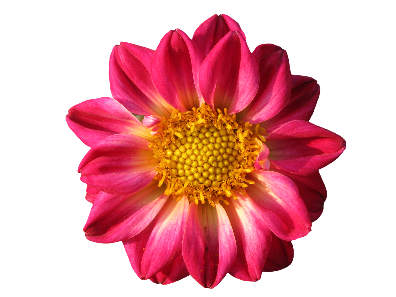 Image - dahlia late summer dahlia garden