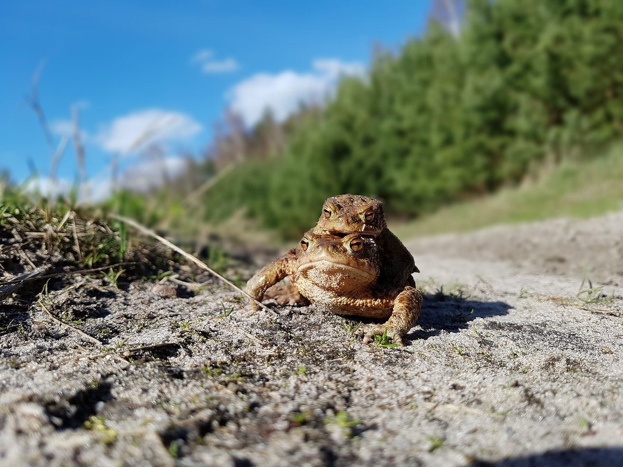 Image - the frog frogs a toad