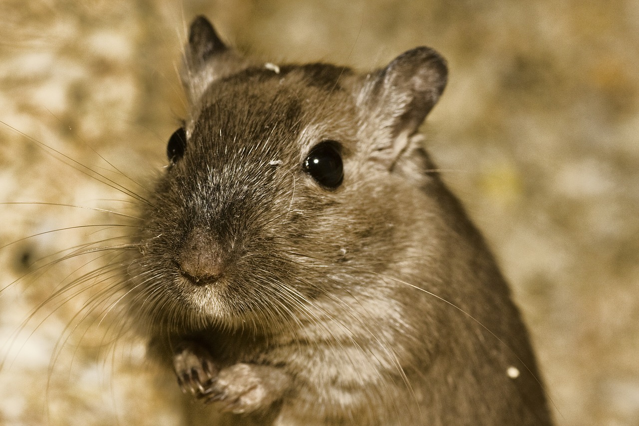 Image - hamster pet sweet cage begging