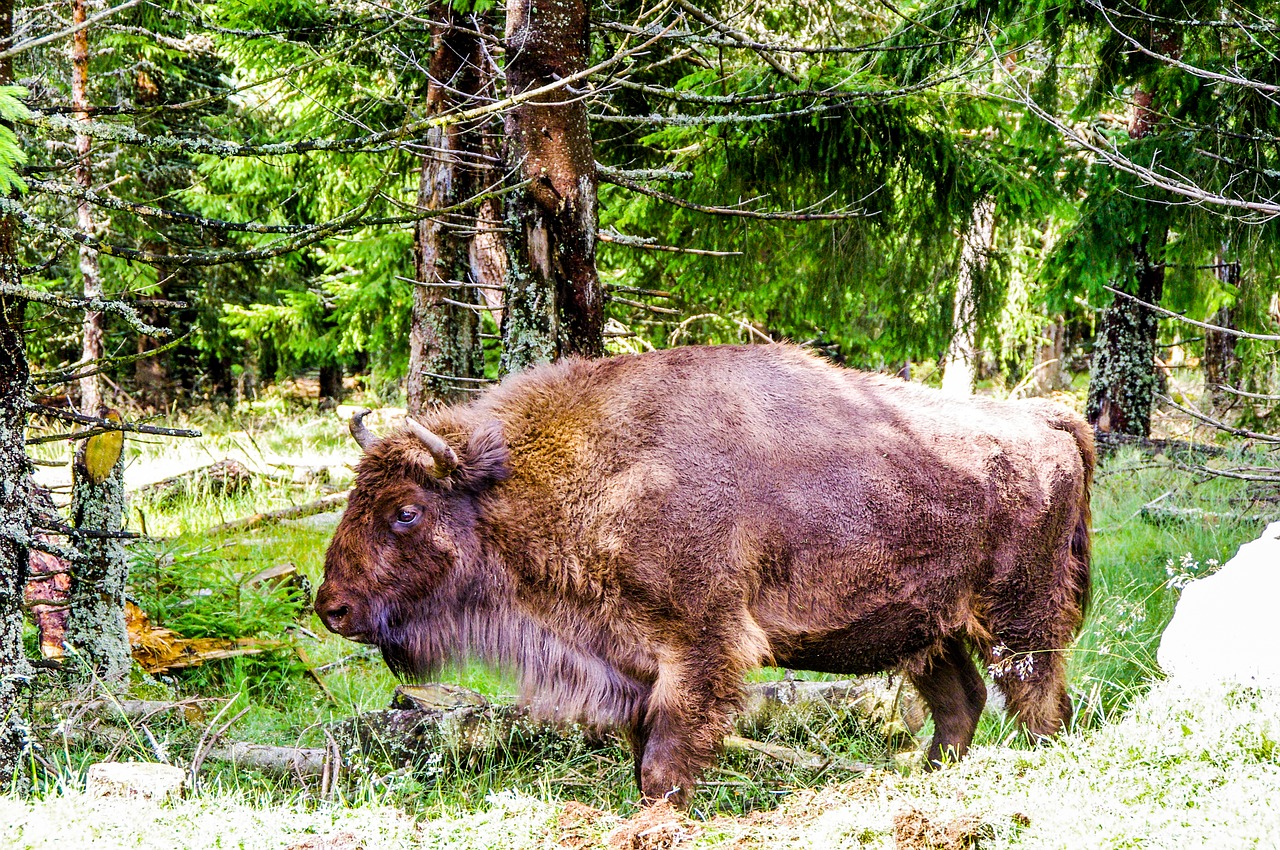 Image - bison taurau force nature wild