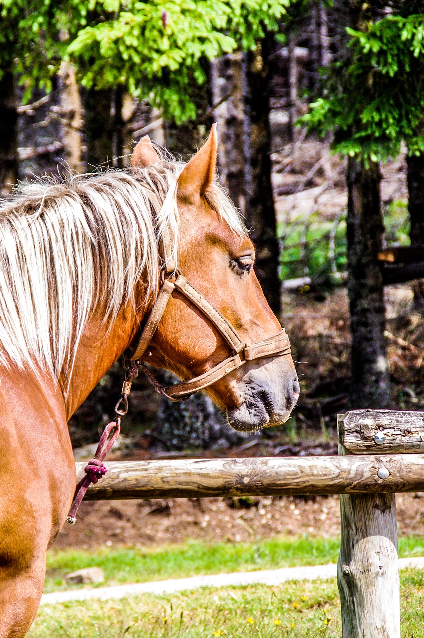 Image - horse randonée mare broodmare