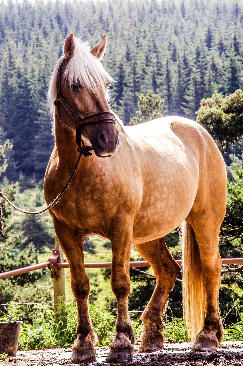 Image - horse randonée mare broodmare