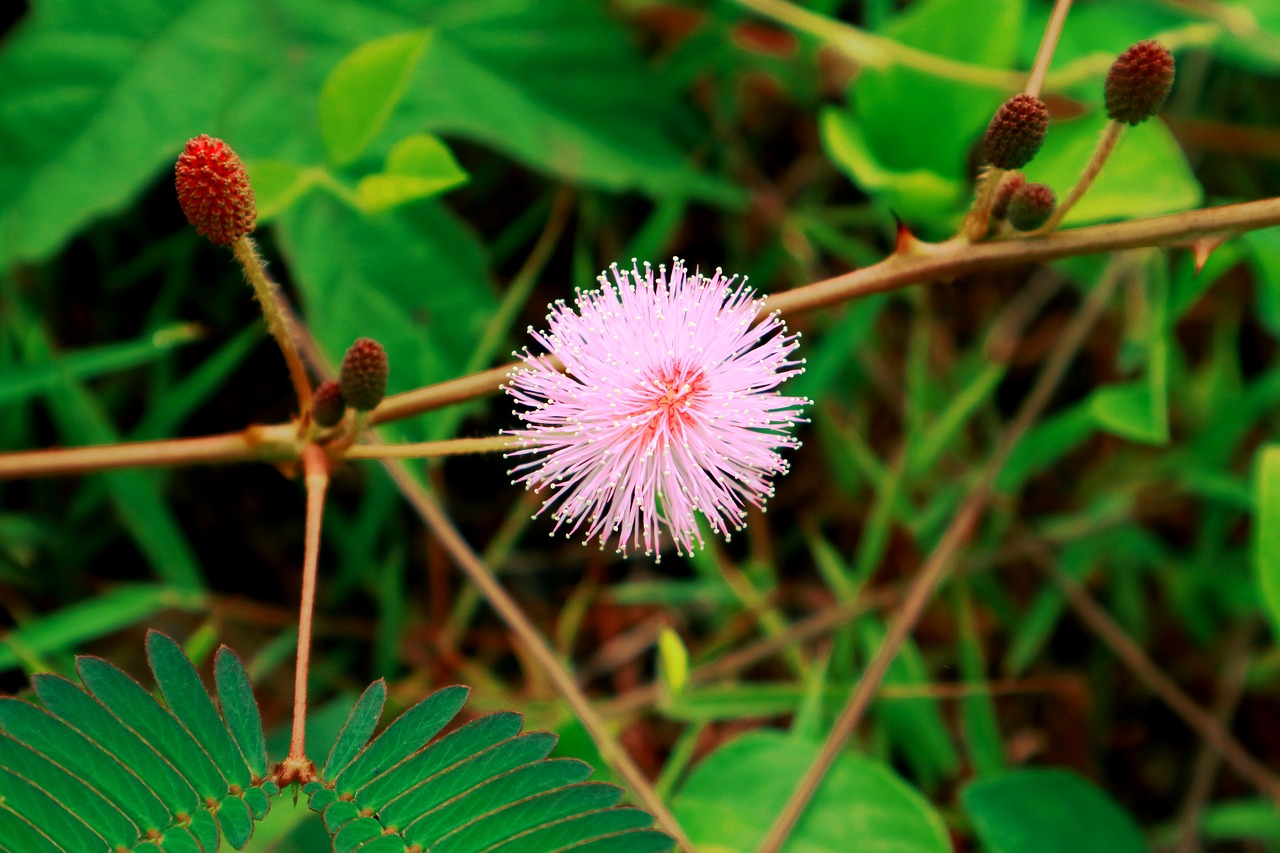 Image - flower putri malu natural