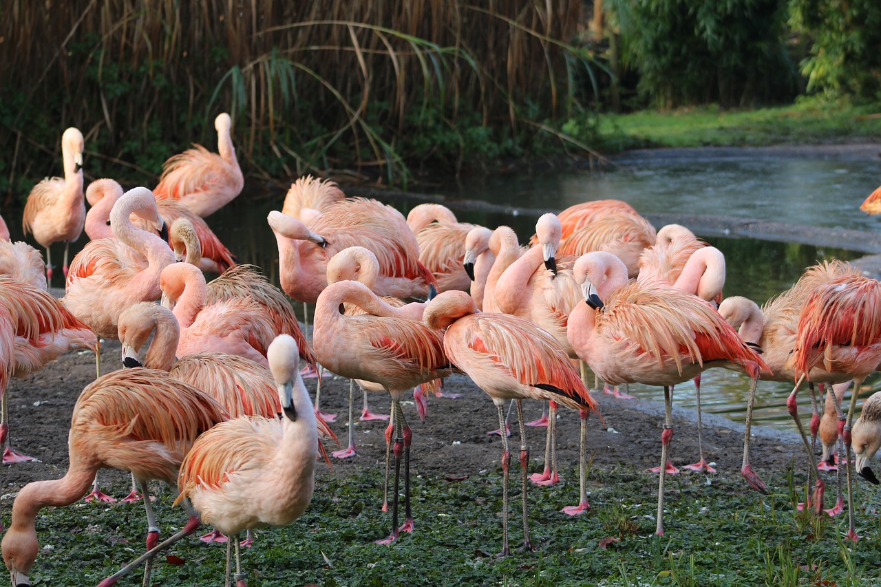 Image - zoo birds wildlife color feather