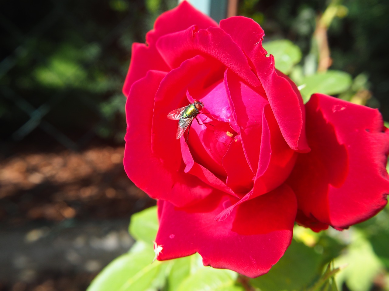 Image - rose red flower red rose fly