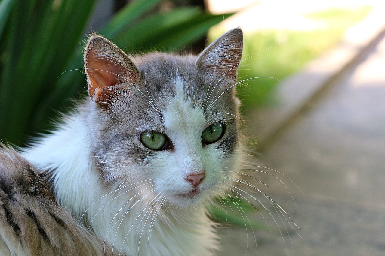 Image - cat look animal wool grass eyes