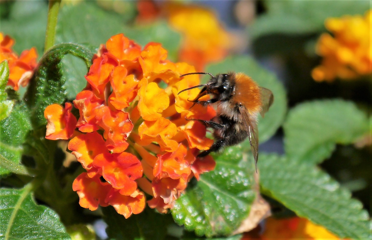 Image - hummel insect pollination blossom