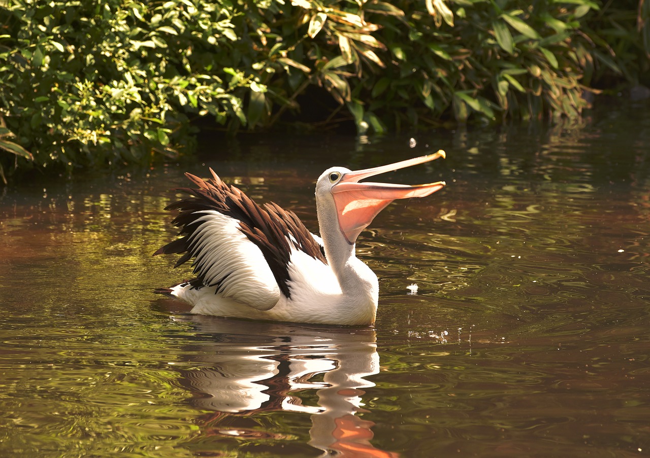 Image - pelikan water water bird large