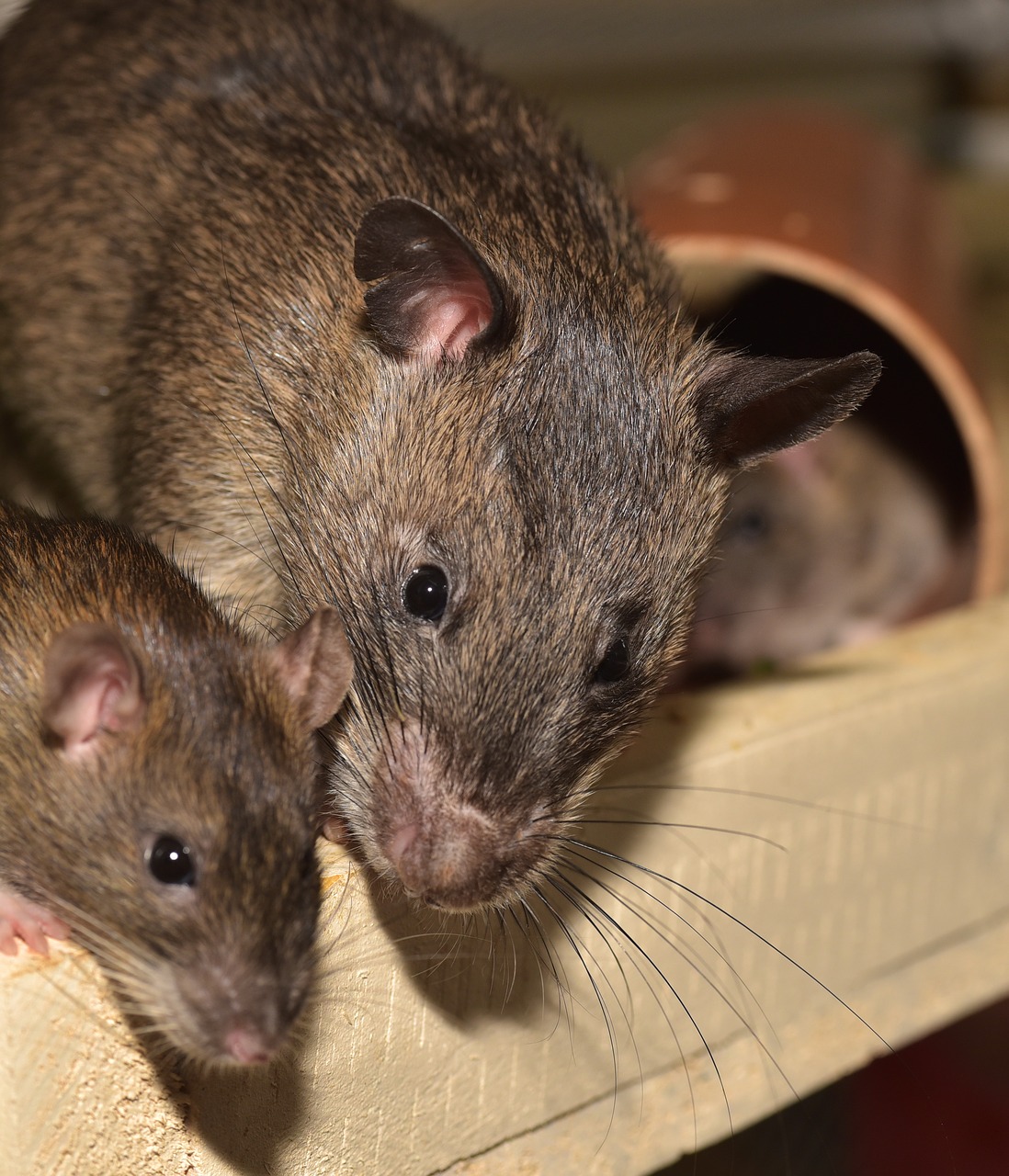 Image - rat color rat rodent animal mammal