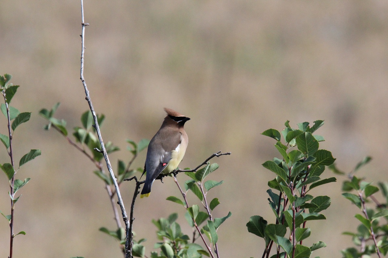 Image - bird montana wildlife bison range