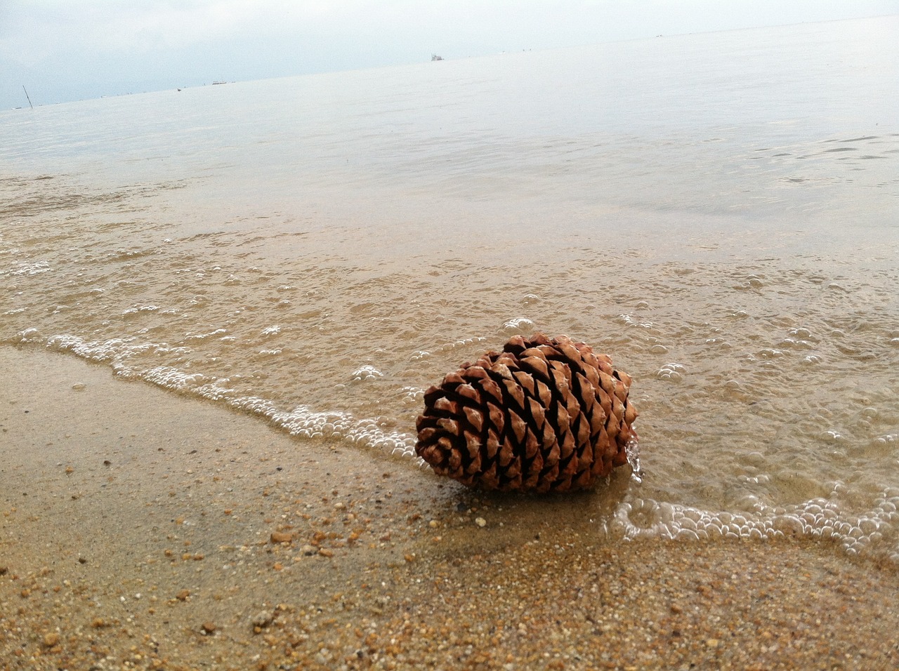 Image - pine cone shore beach lake water