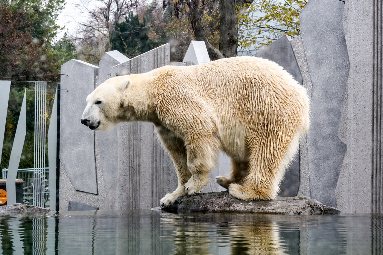 Image - polar bear zoo schönbrunn bear