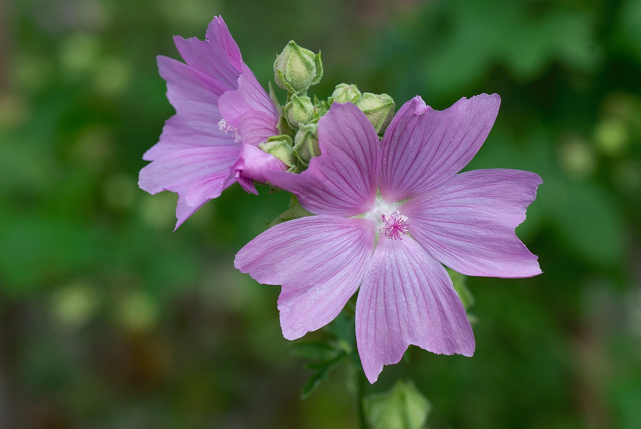 Image - mallow flower blossom bloom nature