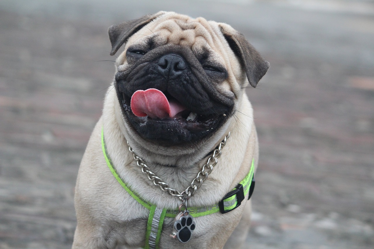 Image - funny expression pug cute dog