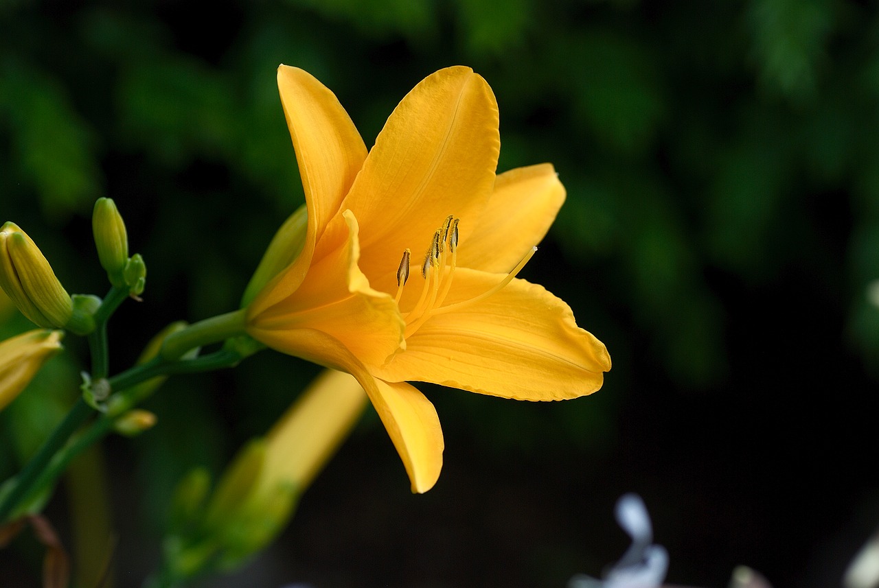 Image - daylily yellow flower close lily