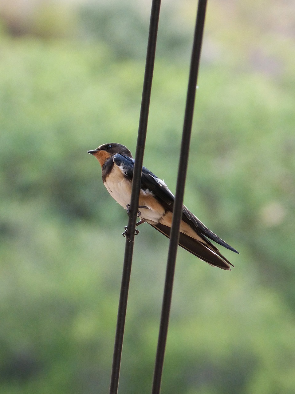 Image - swallow oreneta hirundo ru