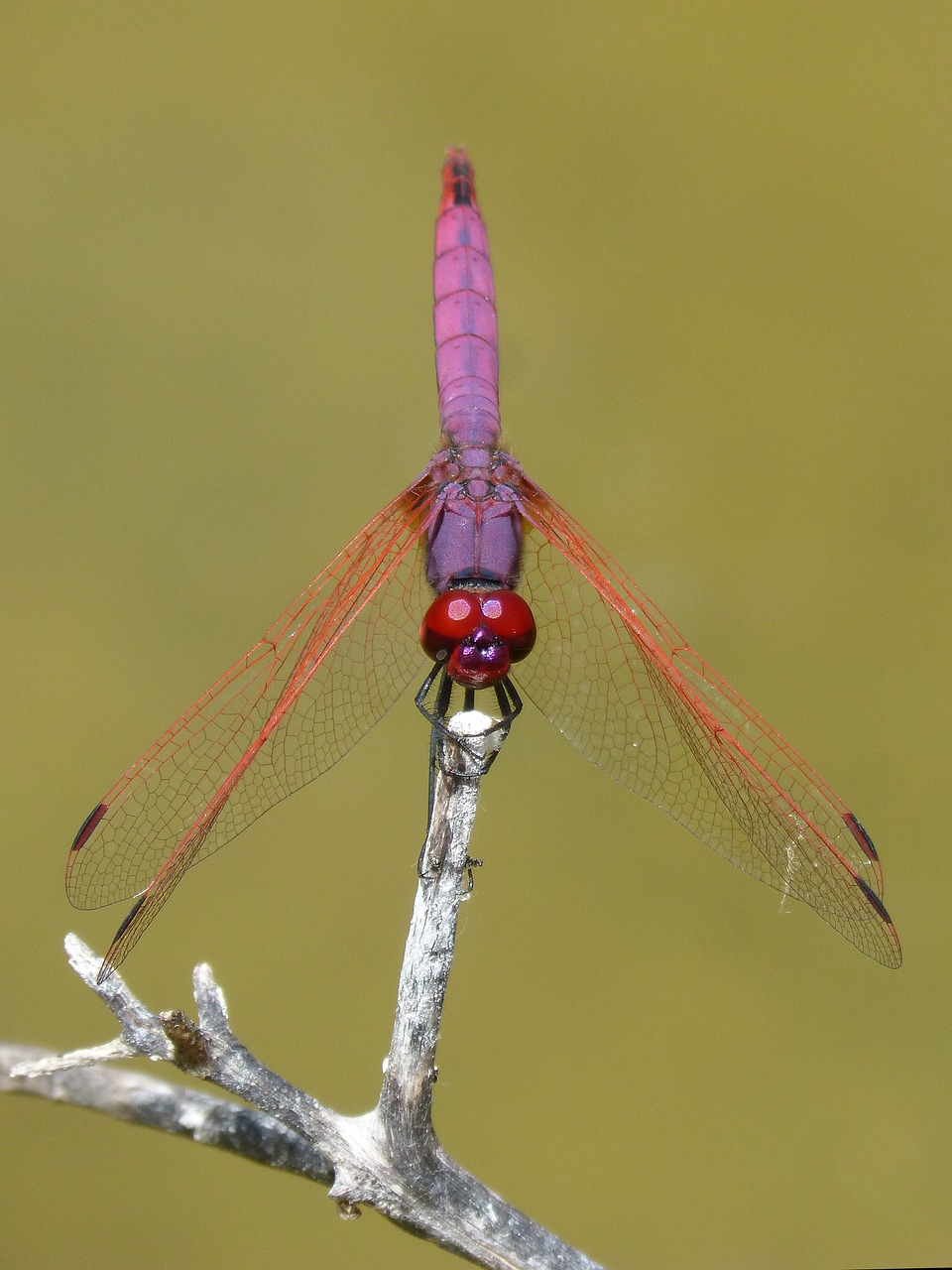 Image - red dragonfly pipe vinous