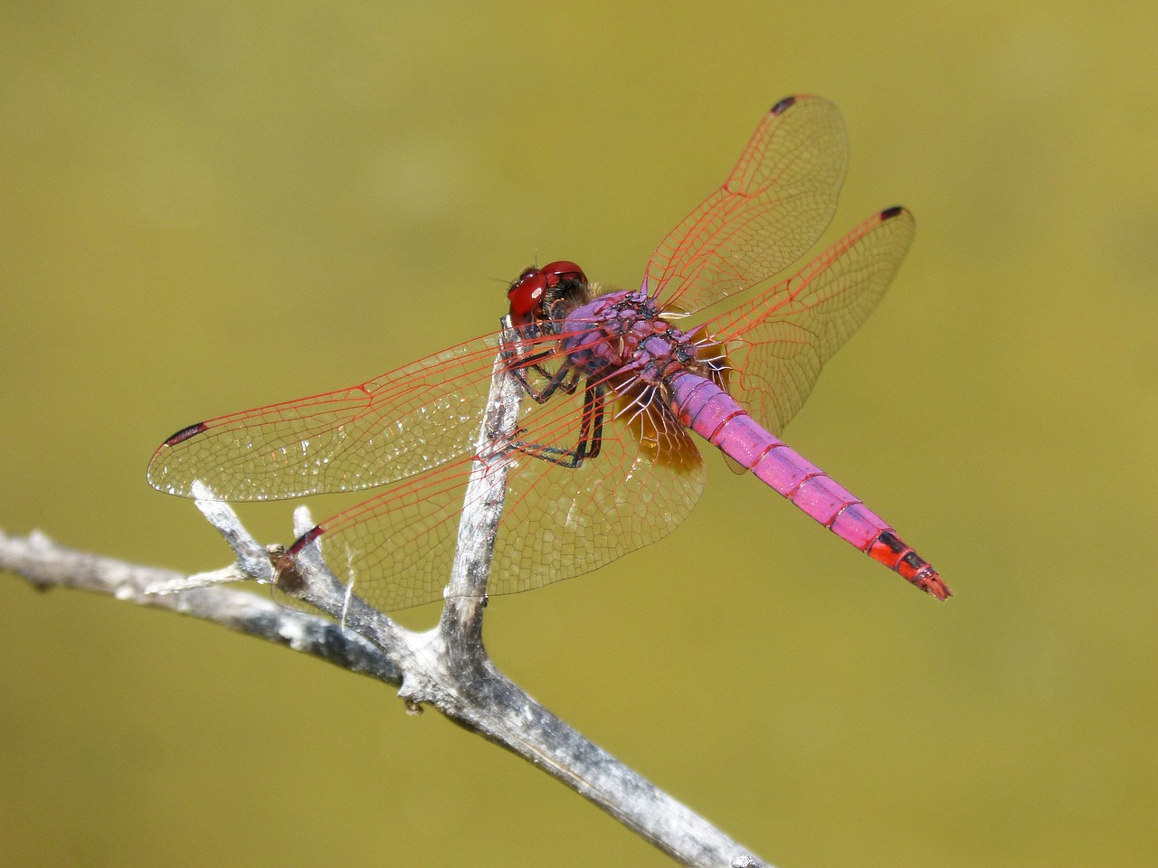 Image - red dragonfly pipe vinous