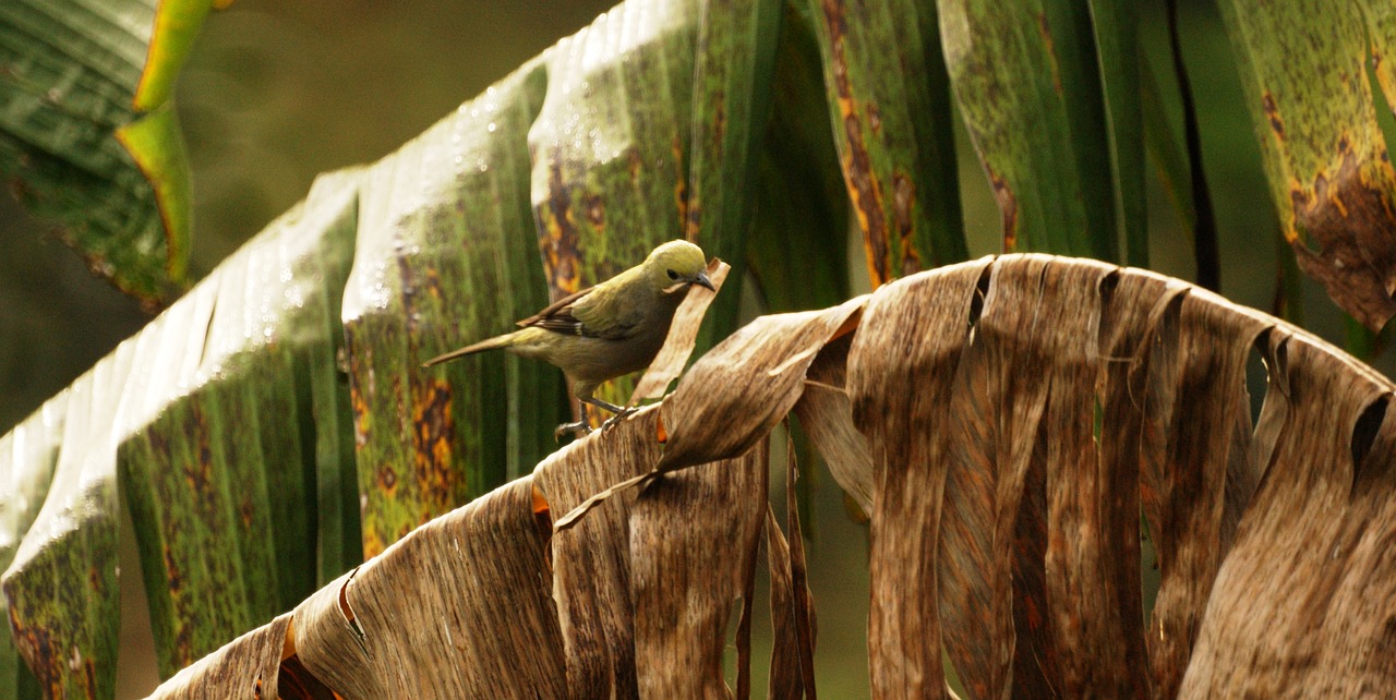 Image - nature quimbaya quindio colombia