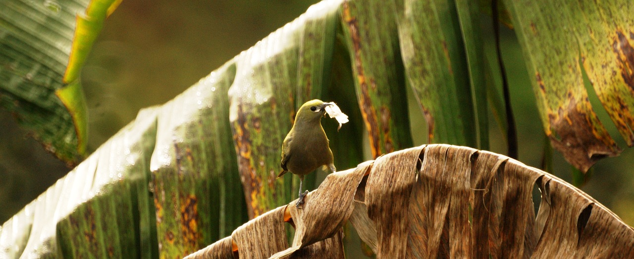 Image - nature quimbaya quindio colombia