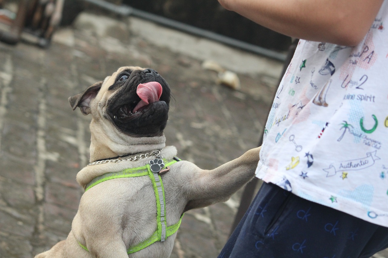 Image - pug tongue jumping dog