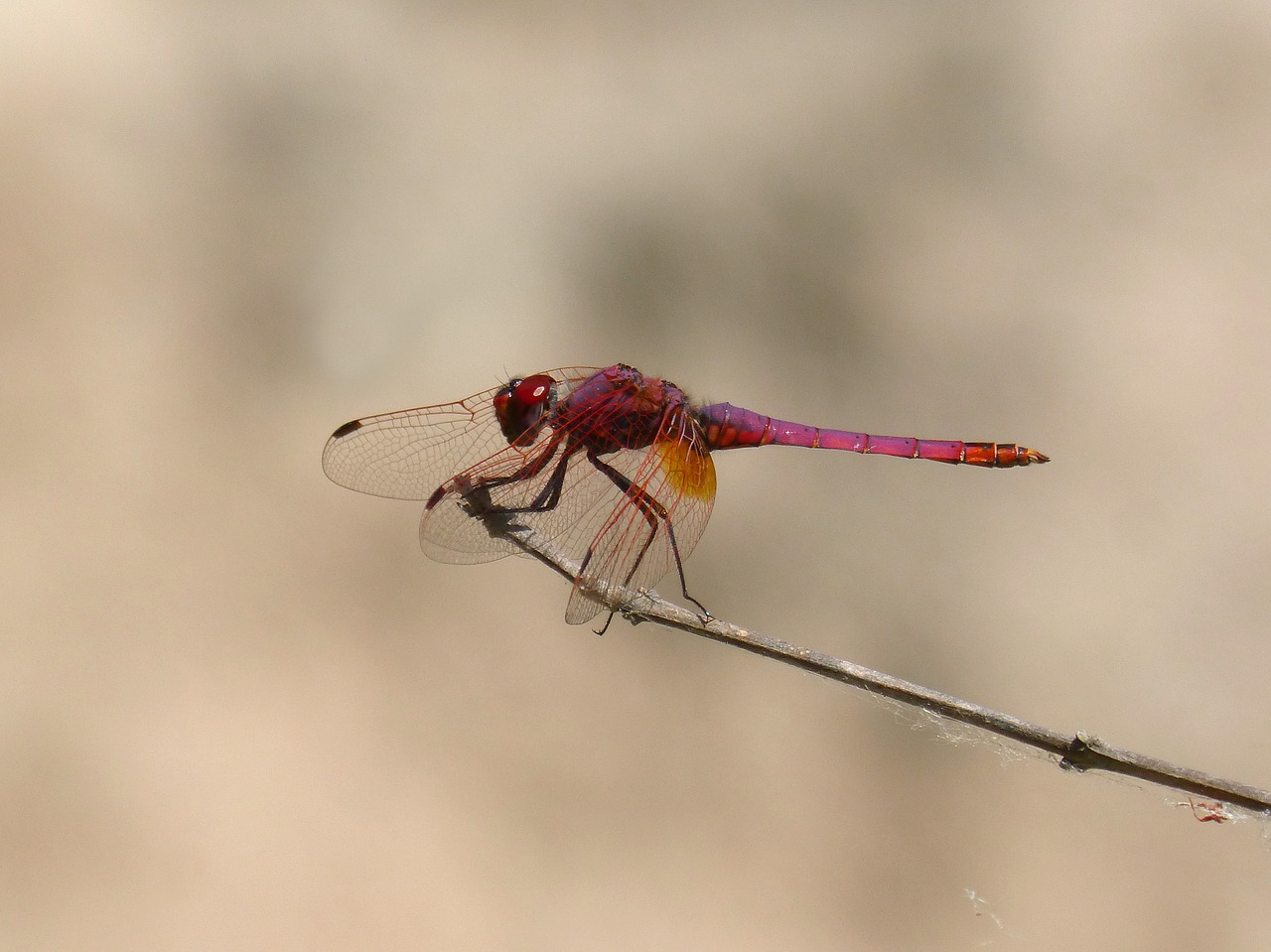 Image - dragonfly branch annulata trithemis