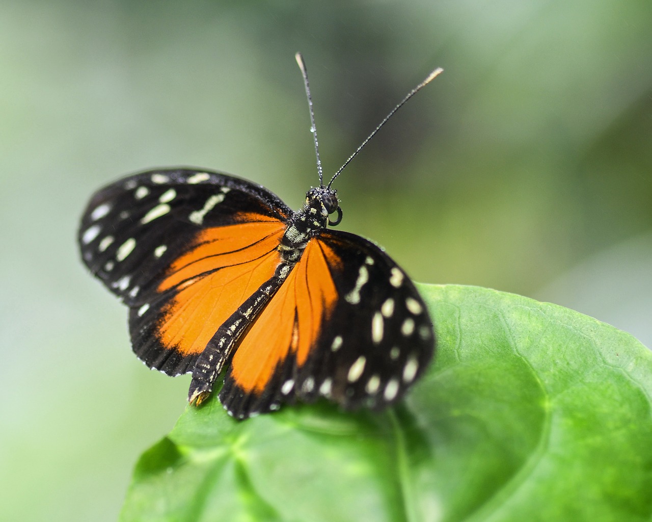 Image - butterfly exotic hécalé