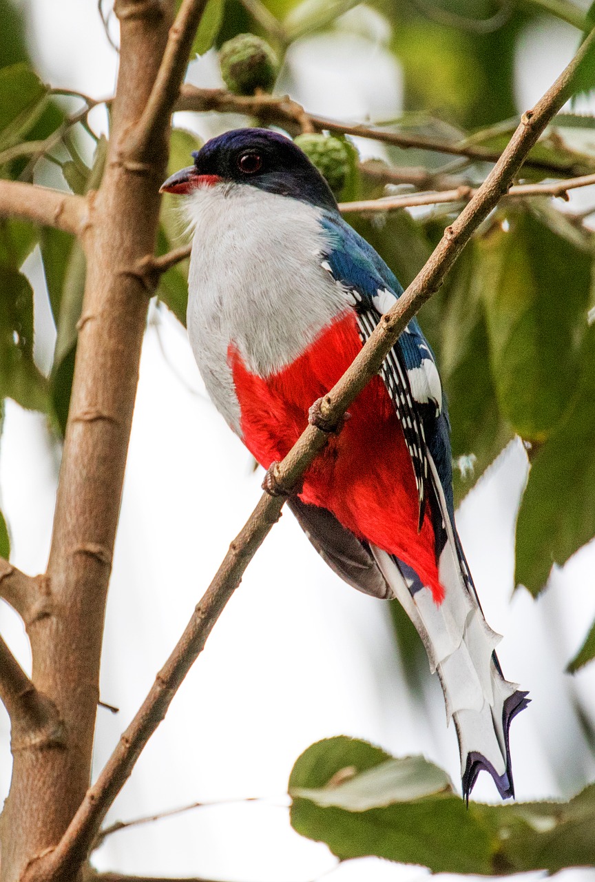 Image - cuba bird trogan red white blue