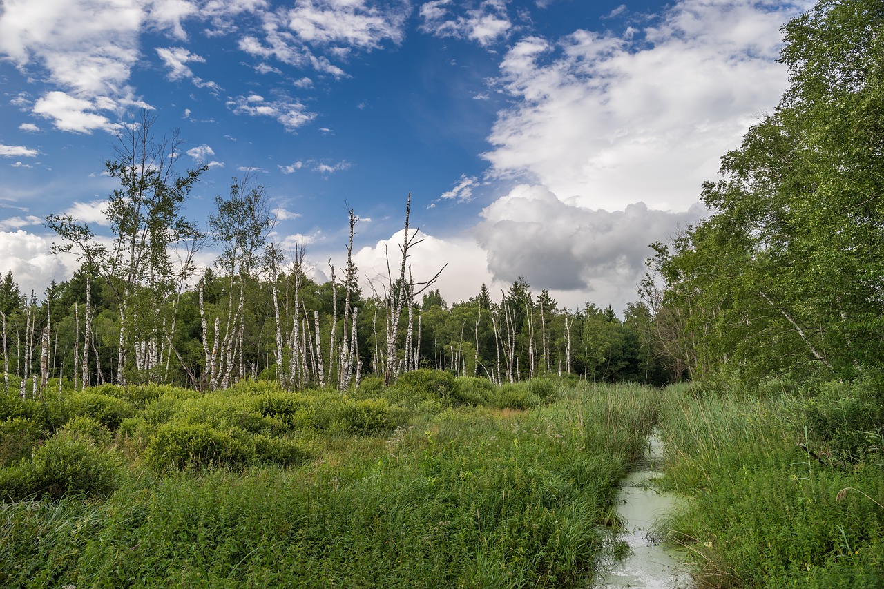 Image - landscape nature trees forest bach