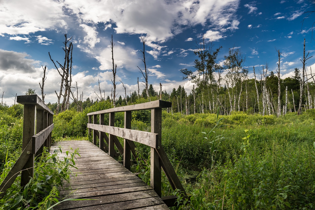 Image - landscape nature trees forest bach