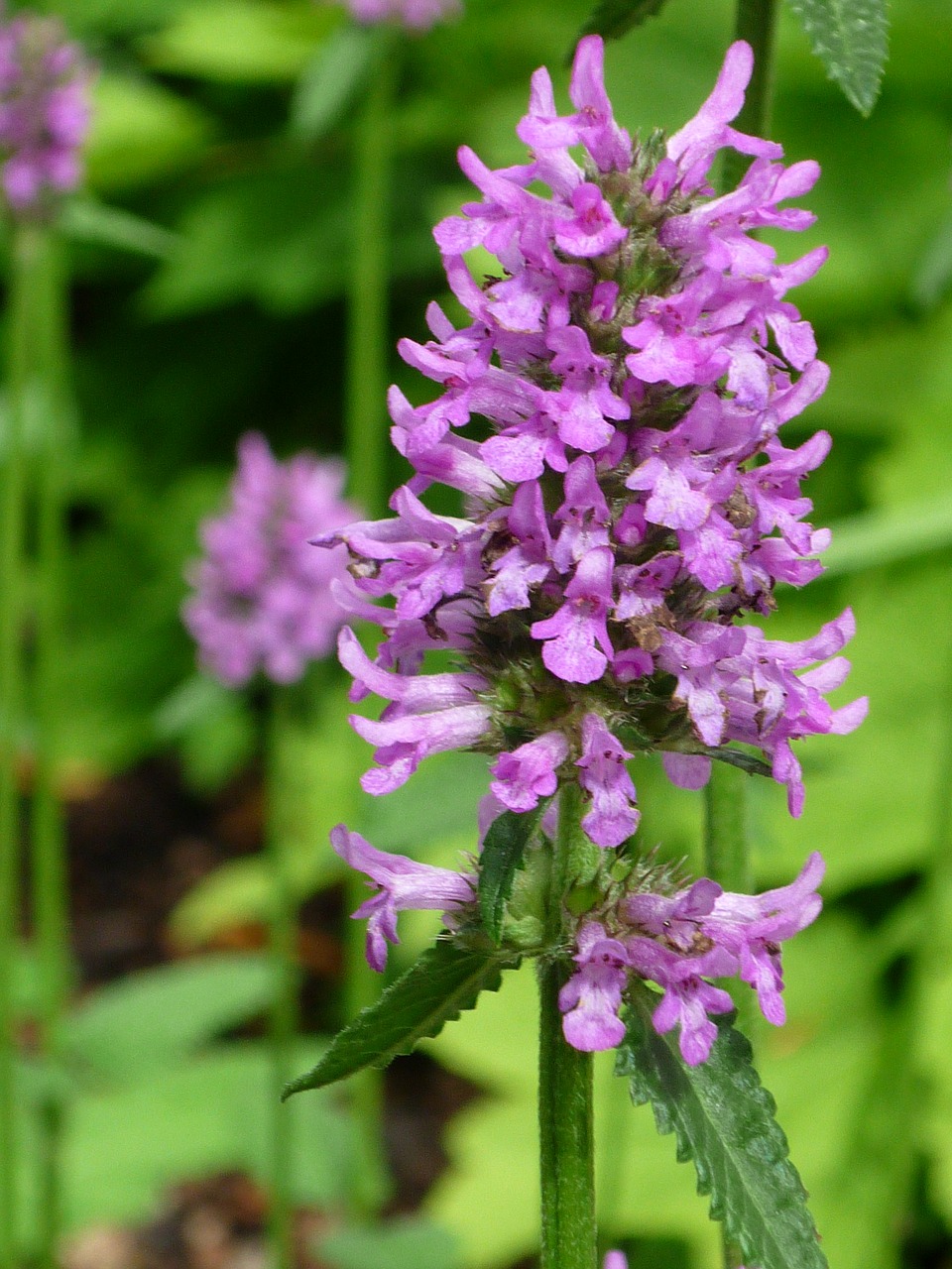 Image - nettle ornamental shrub nature