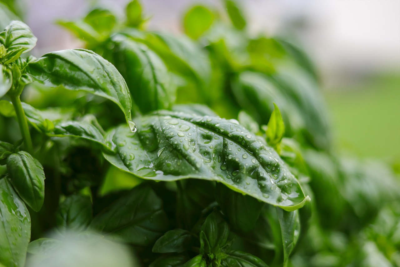 Image - basil herbs green plant frisch