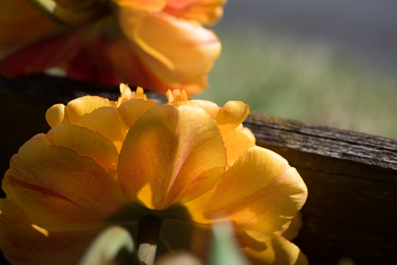 Image - flower orange orange flowers