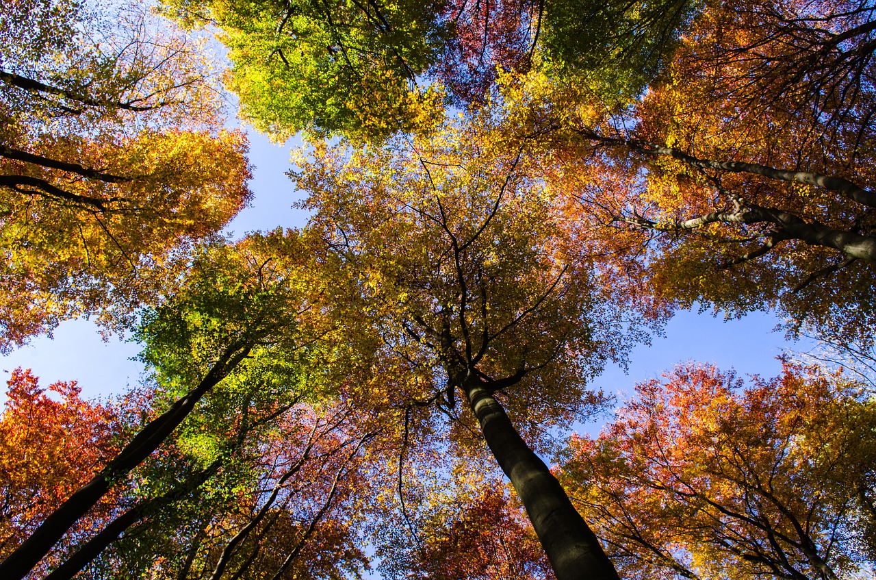 Image - forest autumn sky colorful