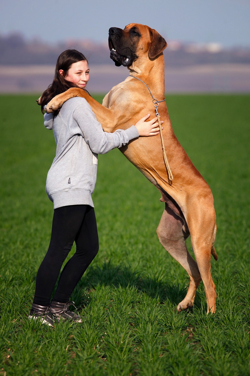 Image - girl dog great dane animal beauty